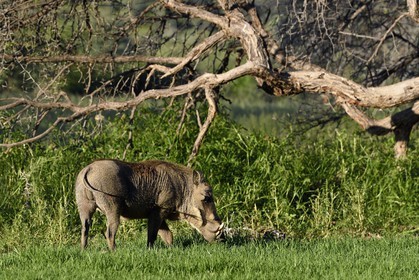 Namibia, Khomas region, north of Windhoek, Okapuka Ranch, warthog (Phacochoerus africanus)