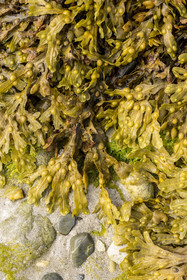 France, Finistère (29), Mer d'Iroise, archipel de Molène, Ile de Quéménès, algues sur l'estran à marée basse dont Goémon noir (Ascophyllum nodosum)