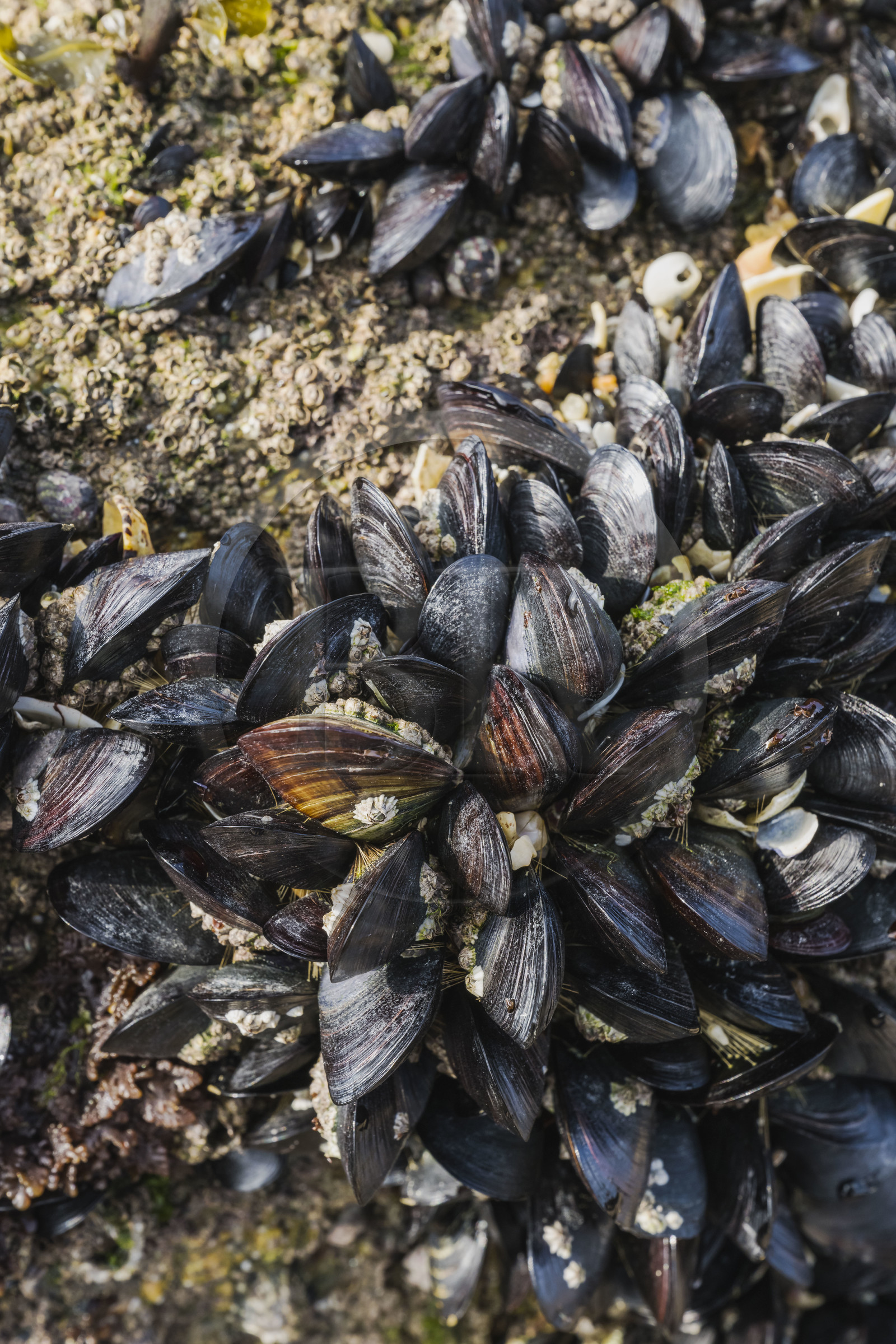 France, Côtes-d'Armor (22), Côte de Granit Rose, Trébeurden, Ile Millau, banc de moules sauvages à marée basse