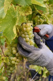 France, Bas-Rhin (67), Route des Vins d'Alsace, Mittelbergheim, labellisé Les Plus Beaux Villages de France, vendanges manuelles de sylvaner au domaine Wittmann