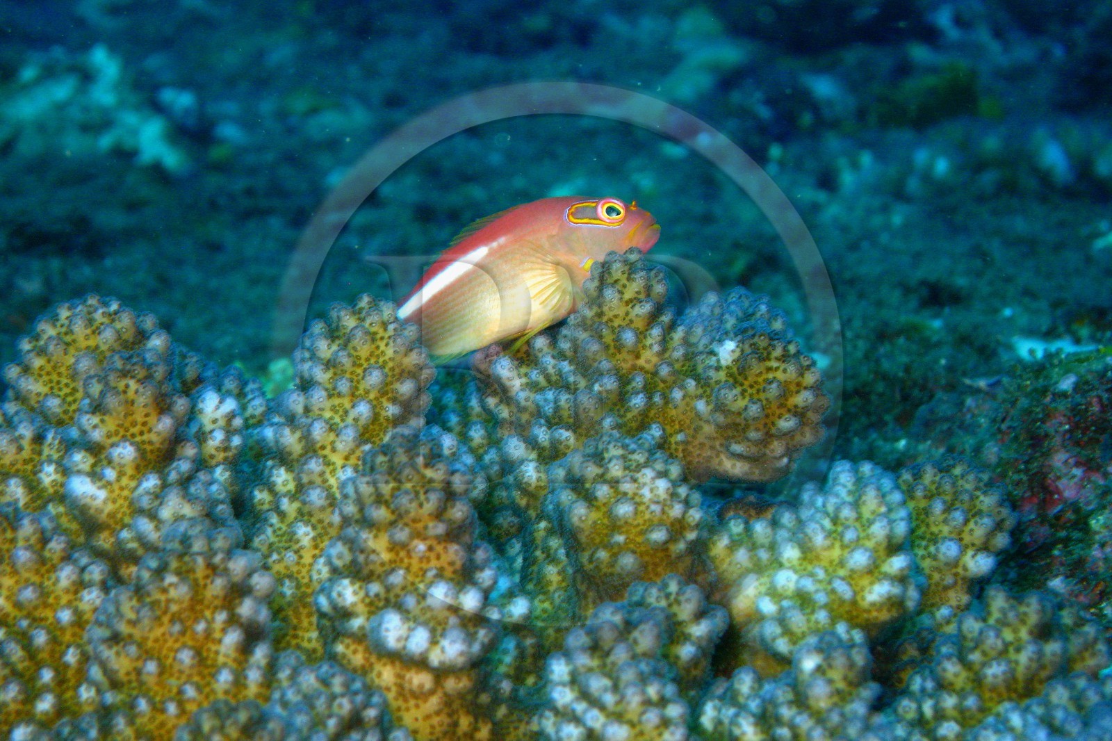 France, île de la Réunion, le récif corallien du lagon de la plage de Saint-Gilles et de l'Ermitage (vue sous-marine)