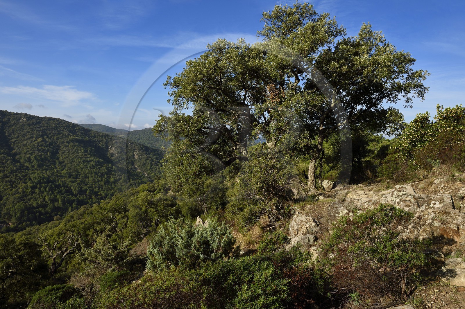 France, Var, Massif des Maures, Collobrières, Lambert menhirs hiking, cork Oak (Quercus suber)