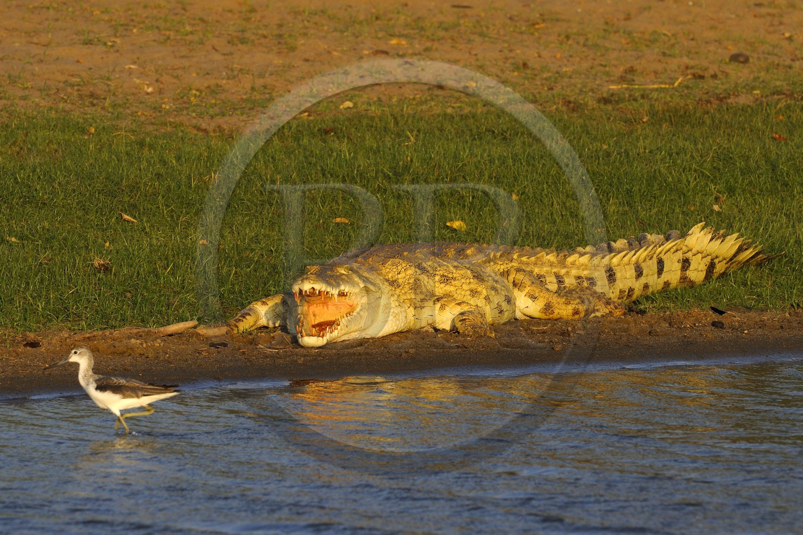 Tanzanie, Reserve de gibier de Selous une des plus grandes zones protégées au monde et inscrite sur la liste du patrimoine mondial de l’Unesco depuis 1982, crocodile du Nil (Crocodylus niloticus) et échasse sur le lac Nzerakera formé par la rivière Rufiji
