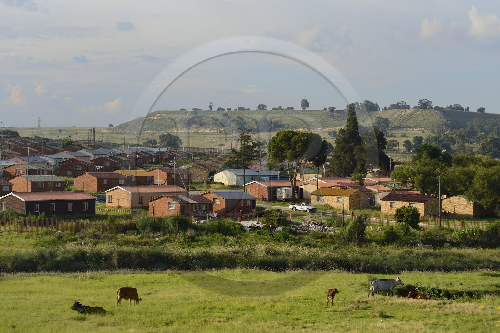Afrique du Sud, province de Gauteng, Johannesburg, Soweto, le quartier d'Orlando dans le township, vaches destinées aux cérémonies d'enterrement