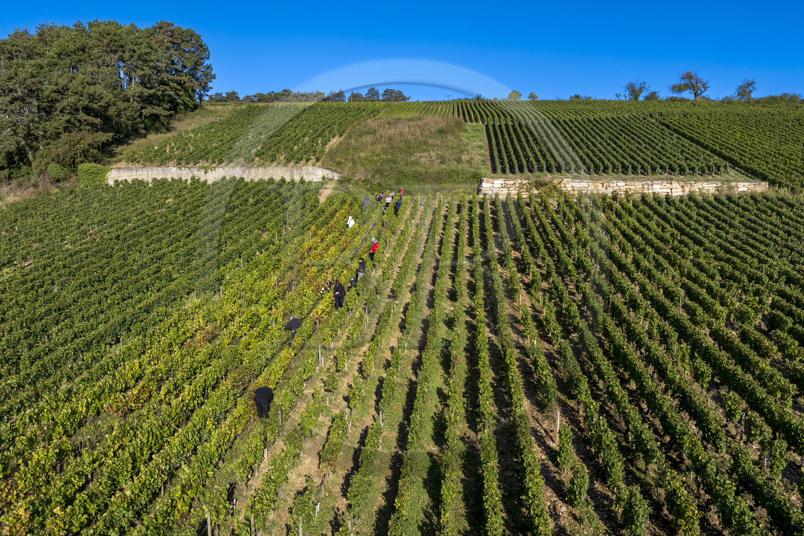 France, Cote d'Or, Climats terroirs of Burgundy listed as World Heritage by UNESCO, Route des Grands Crus, Cote de Beaune vineyard, Volnay, harvest in the vines of the Cluzeaud Volnay 1er Cru Pitures estate using the Pinot Noir grape variety (aerial view)