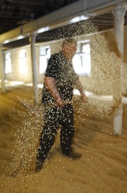 Royaume-Uni, Ecosse, Iles Orcades, Kirkwall, distillerie de whisky Highland Park, plancher de maltage