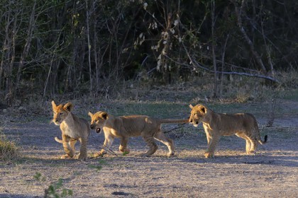 Tanzania, Selous Game Reserve is one of the largest fauna reserves of the world and designated a UNESCO World Heritage Site in 1982, three young African Lion (Panthera leo)