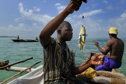 Tanzanie, archipel de Zanzibar, île de Unguja (Zanzibar), côte est, baie de Chwaka vers Michamvi, pêche à la ligne d'un Baliste picasso (Rhinecanthus aculeatus) sur un dhow (boutre traditionnel)