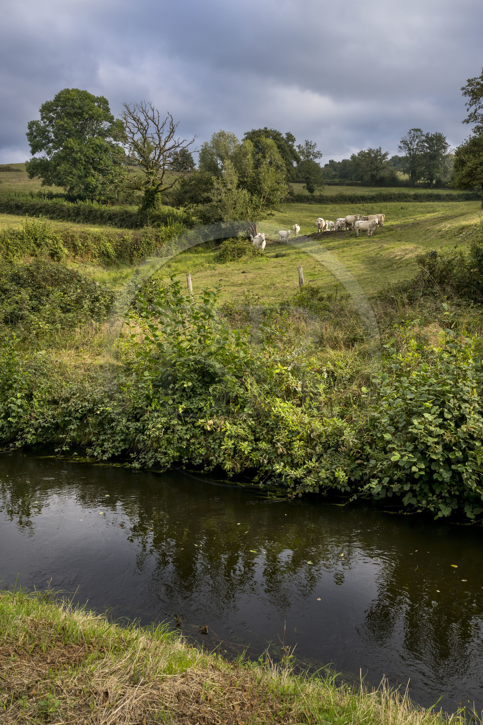 France, Nièvre (58), Parc naturel régional du Morvan, troupeau de vaches le long de la Rigole d'Yonne qui puise les eaux de l'Yonne au lac de Pannecière et alimente le canal du Nivernais