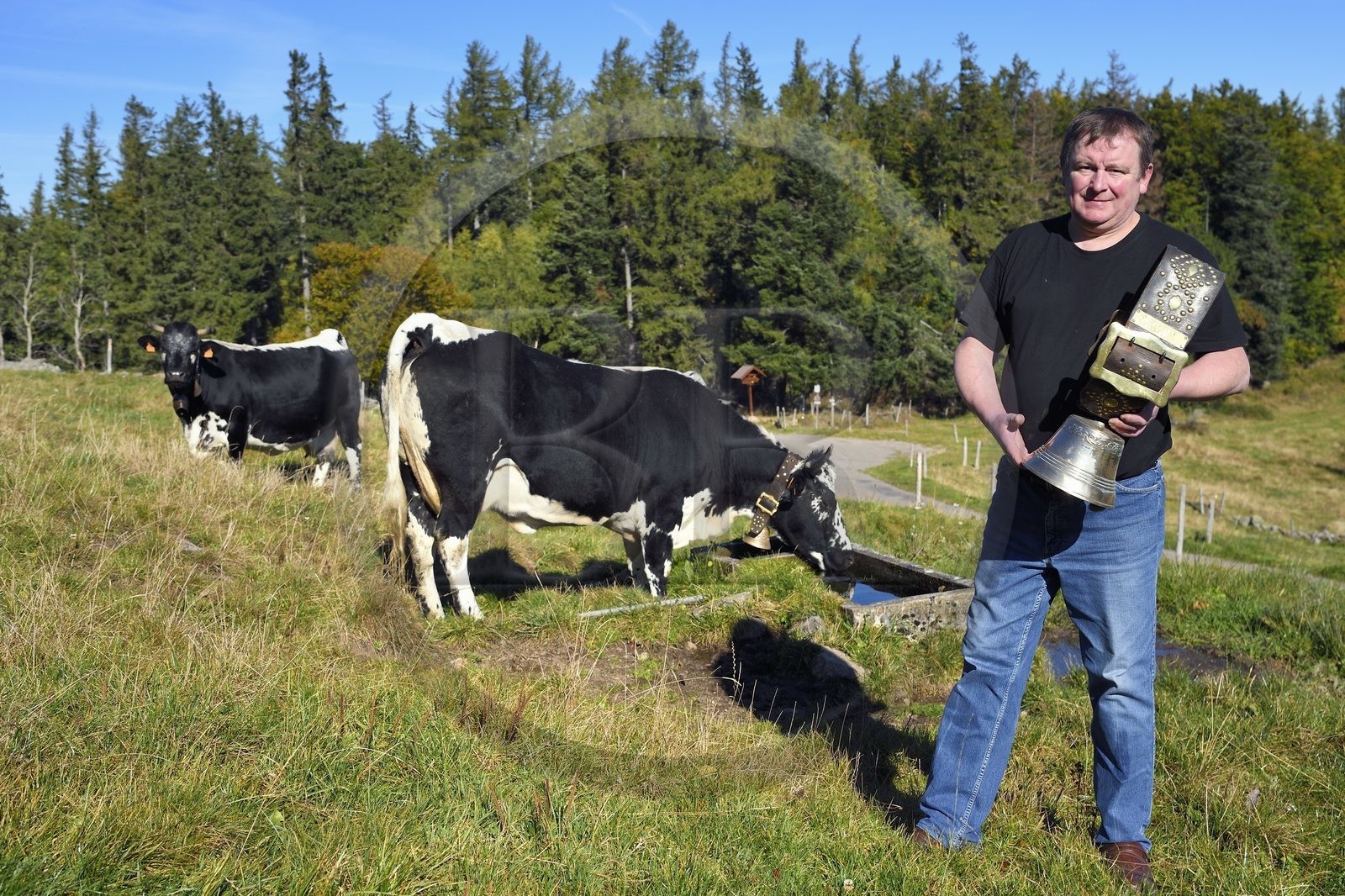 France, Haut-Rhin (68), Wasserbourg, Ferme-auberge Buchwald, le marcaire Michel Wehrey avec ses vaches de race vosgiennes France, Haut-Rhin (68), Wasserbourg, Ferme-auberge Buchwald, le marcaire Michel Wehrey avec ses vaches de race vosgiennes