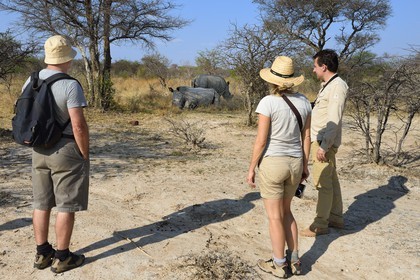 Zimbabwe, Matabeleland South Province, Matobo or Matopos Hills National Park, listed as World Heritage by UNESCO, walking safari in search of White Rhinoceros (Ceratotherium simum)