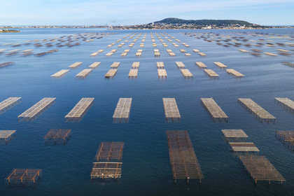 France, Hérault, Bouzigues, oyster farm on the Etang de Thau, the Mont Saint-Clair and Sète in the background (aerial view)