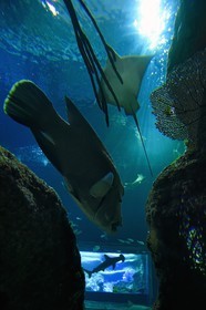 France, Pyrénées-Atlantiques (64), Pays-Basque, Biarritz, l'Aquarium - le Musée de la Mer, poisson napoléon (Cheilinus undulatus), raie et requin marteau en arrière plan