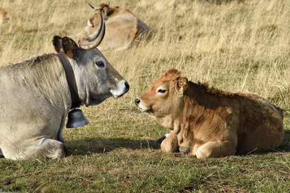 France, Cantal (15), Parc Naturel Régional des Volcans d’Auvergne, col de la Griffoul sur les pentes du Plomb du Cantal, troupeau de vaches de race Aubrac