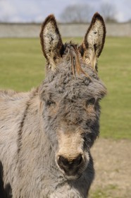France, Yvelines, Saint Cyr l'Ecole, Gally Farm (self-service kitchen garden) in the Versailles Estate, donkey from Cotentin
