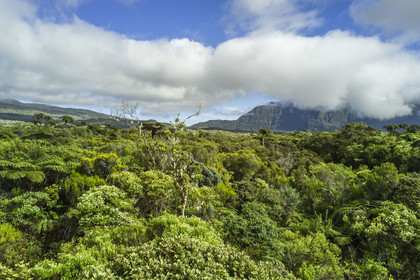 France, Ile de la Reunion, Parc National de la Réunion classé Patrimoine Mondial de l'UNESCO, La Plaine des Palmistes, la forêt de Bébour (vue aérienne)