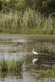 France, Gard, Vauvert, the Petite Camargue, Scamandre Regional Nature Reserve, little egret (egretta garzetta)