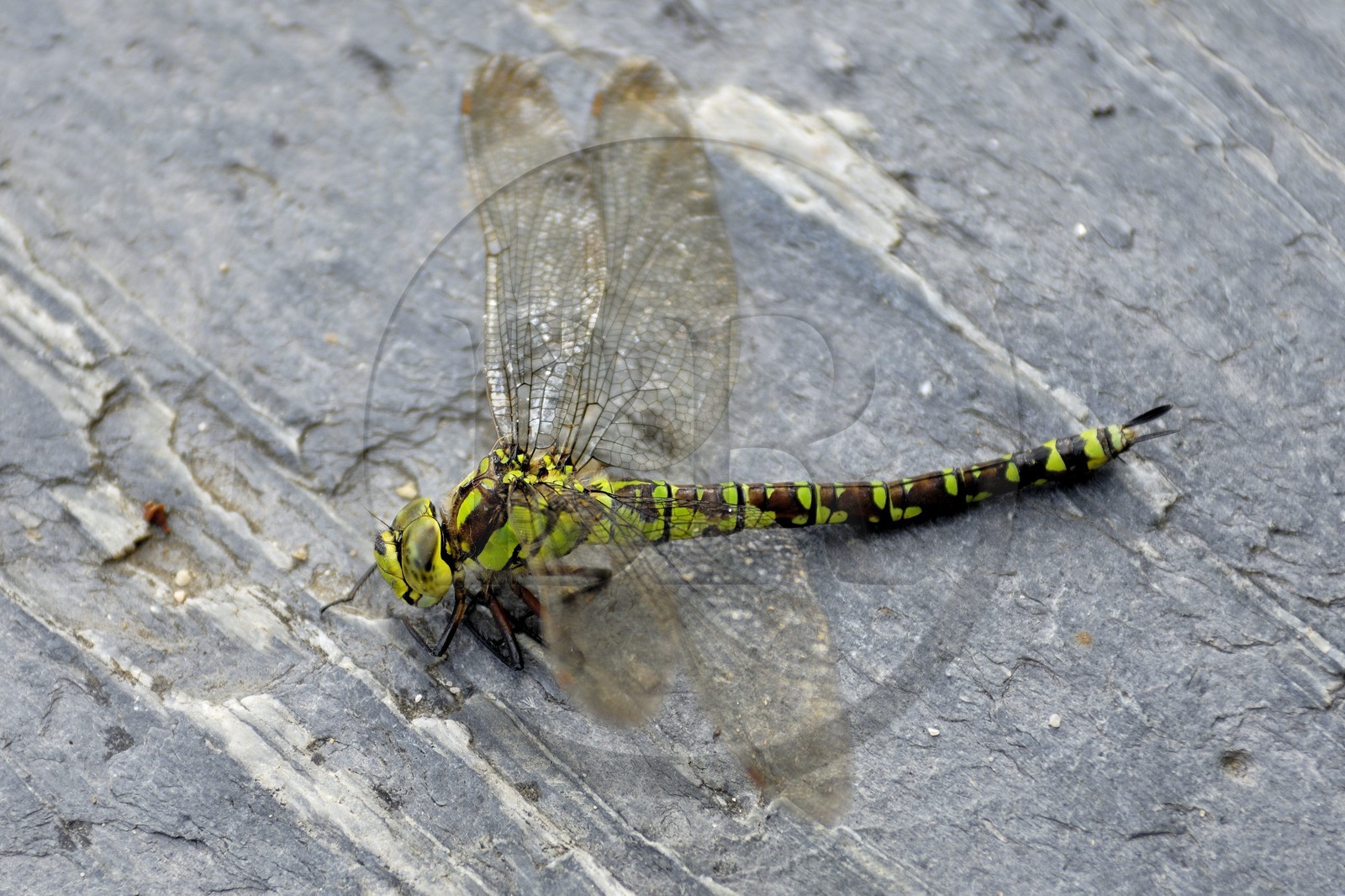France, Manche, dragonfly