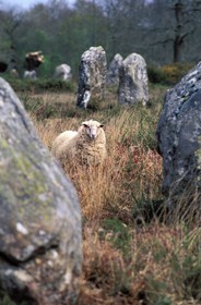 France, Morbihan, sheep in the Megaliths of Carnac