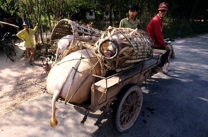 Vietnam, Ho Chi Minh City area, farmers transporting pigs in baskets