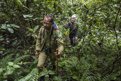 Rwanda, Province de l’Ouest, Gisakura, Parc national de Nyungwe, le garde de African Parks Claver Mtoyinkima guidant des touristes sur la piste des Colobes de Ruwenzori (Colobus angolensis ruwenzorii) pendant un safari à pied dans la forêt tropicale humide naturelle