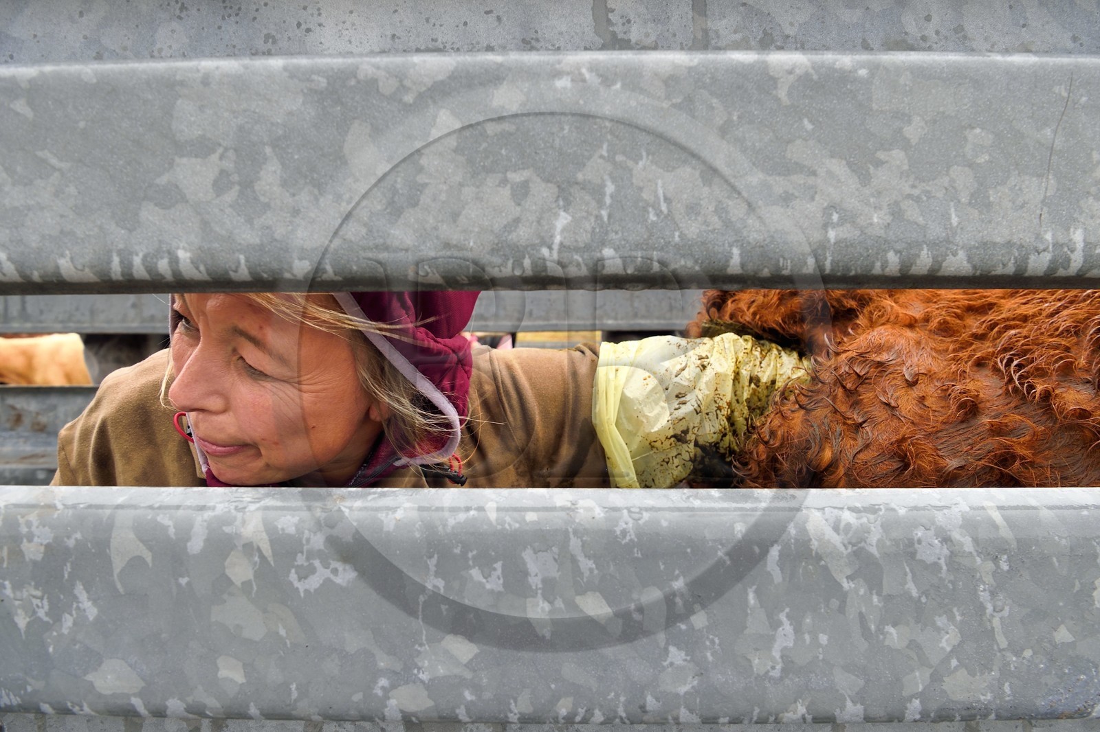 France, Cantal (15), plateau de Chastel-sur-Murat sur le chemin de Saint-Jacques de Compostelle par la Via Arverna, la vétérinaire Sylvie Calmels procède à un diagnostic de gestation sur des vaches Salers dans un corral de contention de l'enclos à bétail