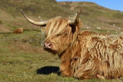 Royaume-Uni, Ecosse, Highland, Hébrides intérieures, Ile de Mull, vache de race Highland