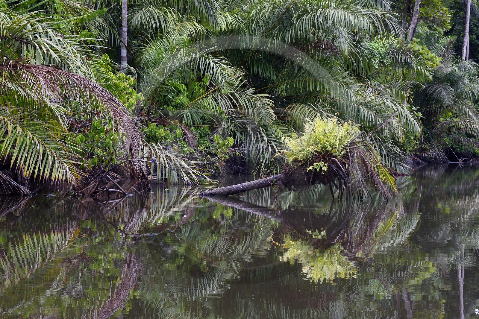 Gabon, province de Ogooué- Maritime, Parc National du Loango, site de Akaka dans la lagune du Fernan Vaz (Nkomi), berges d'une rivière