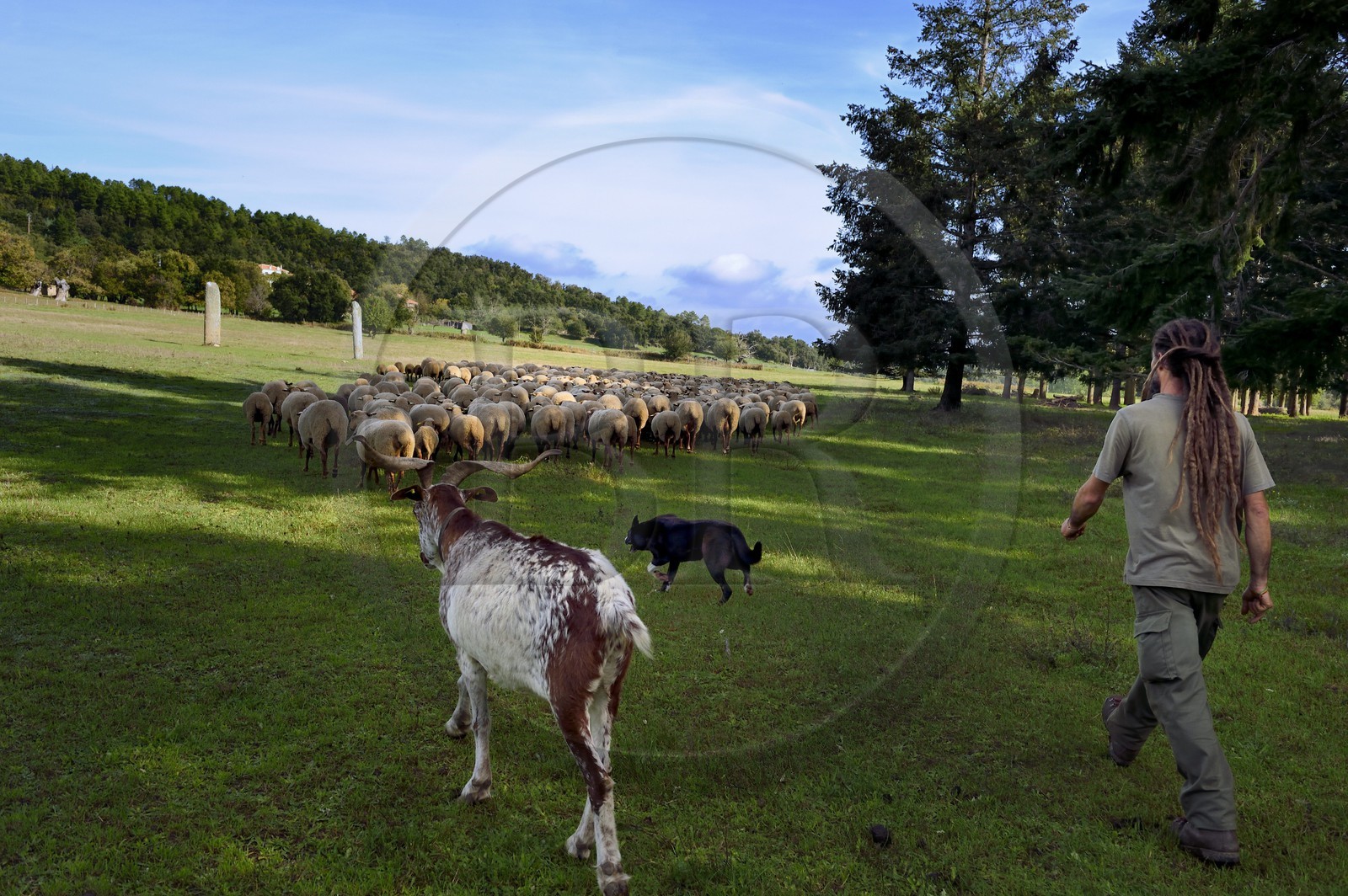 France, Var, Massif des Maures, Collobrières, plateau Lambert and its two Neolithic menhirs, the shepherd Laurent Ripert surrounded by his 400 sheep