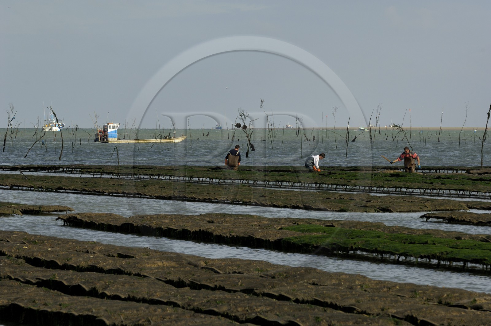 France, Charente-Maritime (17), le bassin Marrennes-Oléron au large de l'Ile d'Oléron, chaland dans les parcs à huîtres