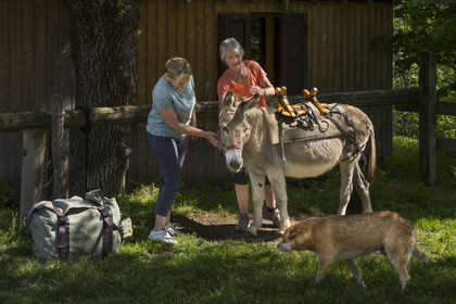 France, Haute-Loire (43), Saint-Martin-de-Fugères, MacQuart P.O.A. Ranch, hiking with a donkey on the Robert Louis Stevenson Trail (GR 70), unloading of the Anatole donkey at the evening stopover