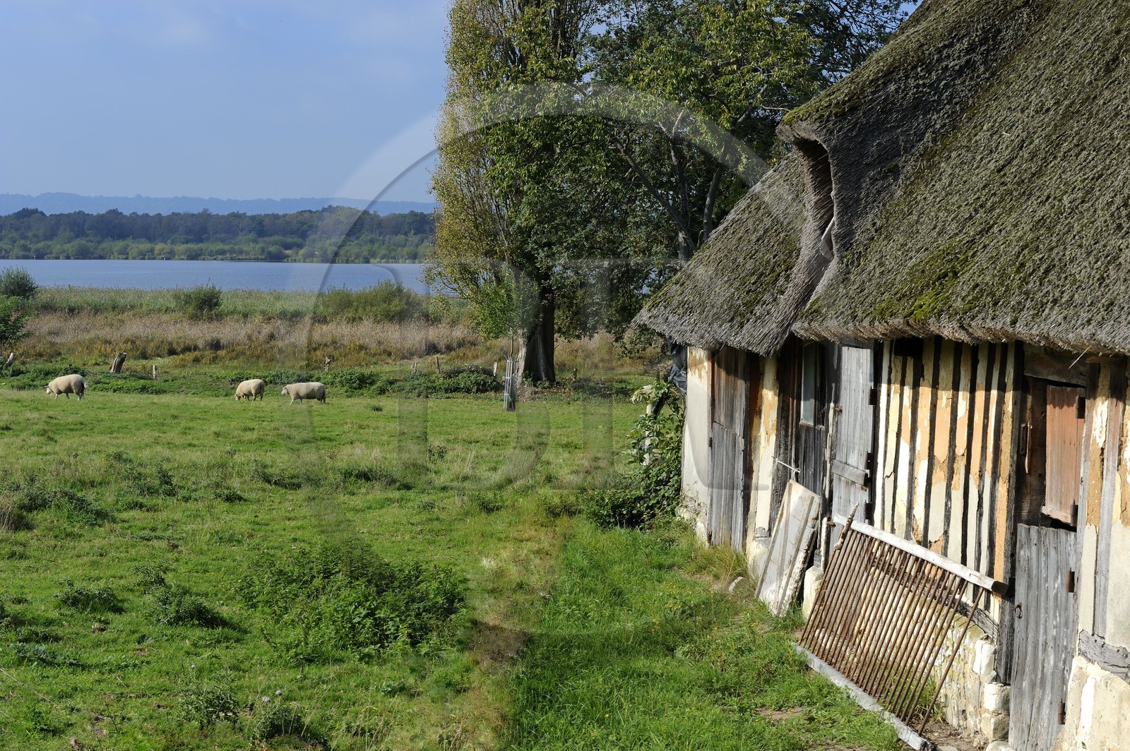 France, Eure (27), Marais-Vernier, maison traditionnelle à colombage et à toit de chaume, la Grande Mare en arrière plan