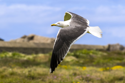 France, Finistère, Abers Country (Pays des Abers), Ile Vierge (Virgin Island) in the Lilia archipelago, sea gull