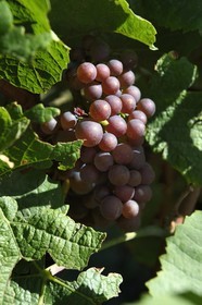 France, Haut Rhin, the Alsace Wine Route, Riquewihr, labelized the Most Beautiful Villages of France, bunch of grapes in the vineyard