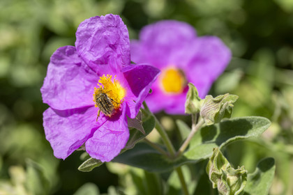 France, Vaucluse, Dentelles de Montmirail mountains, Crestet, Hairy rose chafer (Tropinota hirta) covered in the pollen of a cottony rock rose with pink chiffon flowers