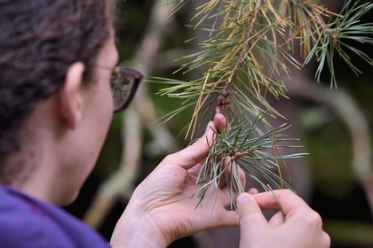 France, Bas-Rhin (67), Parc naturel régional des Vosges du Nord, Obersteinbach, Pin sylvestre (Pinus sylvestris)