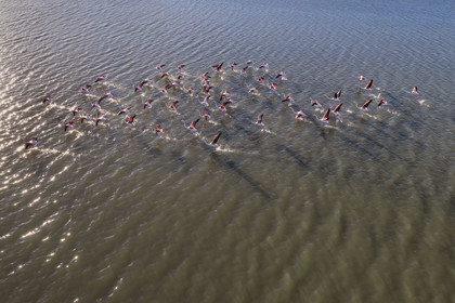 France, Hérault (34), Frontignan, envol de flamants roses (Phoenicopterus roseus) dans l'Etang d'Ingril (vue aérienne)