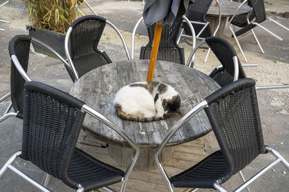 France, Yonne, regional natural park of Morvan, Vézelay, a UNESCO World Heritage site, labelled Les Plus Beaux Villages de France, starting point of one of the main ways to Santiago de Compostela, sleeping cat curled up