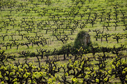 France, Vaucluse, Dentelles de Montmirail mountains, Crestet, vine plants