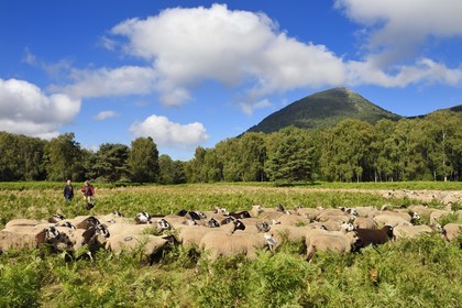 France, Puy de Dome, Parc Naturel Régional des Volcans d'Auvergne (regional nature park of Auvergne volcanoes), Chaine des Puys listed as World heritage by UNESCO, the shepherdesse Ostiane Vuillermoz and sheep breeder Jean-Luc Tourreix with his flock of Rava sheep at the foot of the Puy de Dôme volcano