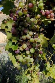 France, Var (83), Provence Verte, Bras, vers Saint-Maximin-la-Sainte-Baume, la maison d'hôtes Le Peyrourier, une campagne en Provence, grappe de raisin