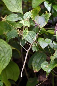 Caraïbes, Ile de la Dominique, Parc national de Morne Diablotin sur le sentier de randonnée Waitukubuli qui traverse l’ile, phasme (Phasmida)
