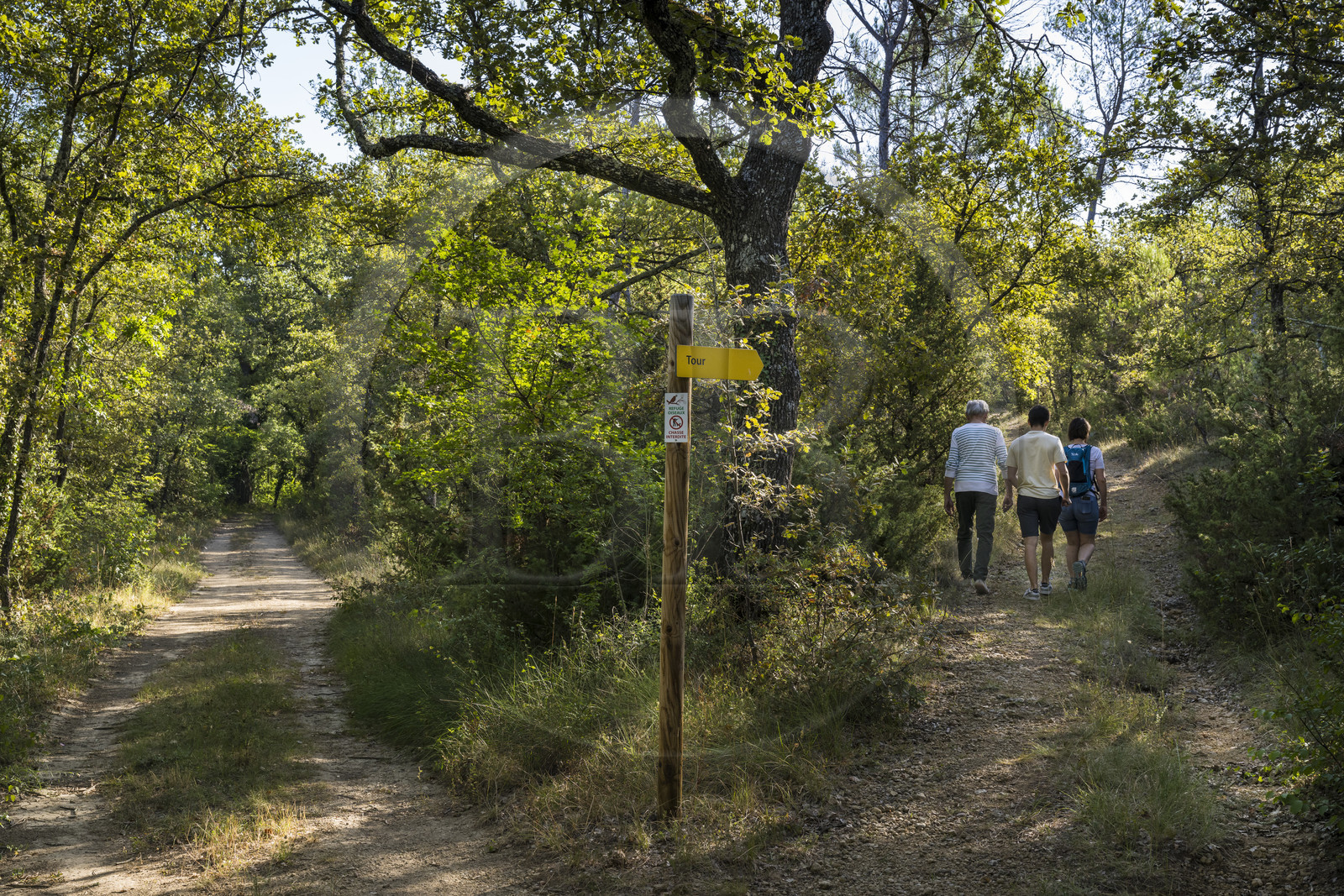 France, Var (83), Provence Verte, Bras, Académie du Bain de Forêt Provençale, forêt du domaine Le Peyrourier - une campagne en Provence