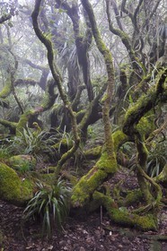 France, Ile de la Reunion, Le Tampon, forêt de Notre-Dame de la Paix en bordure de la Riviere des Remparts sur les pentes du volcan du Piton de la Fournaise