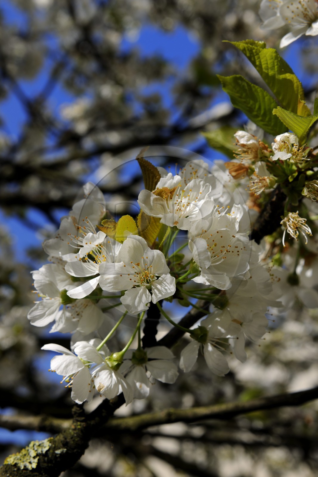 France, Val de Marne, the Marne riverside, Bry-sur-Marne, cherry tree in bloom