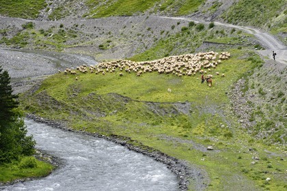 Georgia, Kakheti, Tusheti National Park, Alazani River Valley in the mountains of Pirikiti, shepherd on horseback and his flock of sheep