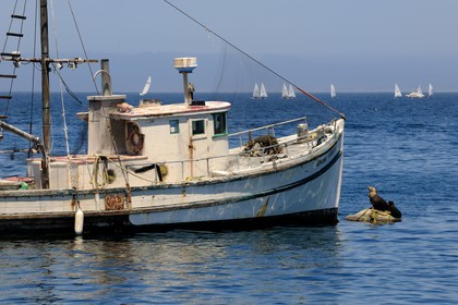 Etats-Unis, Californie, bateau de pêche et otaries dans le port de Monterey
