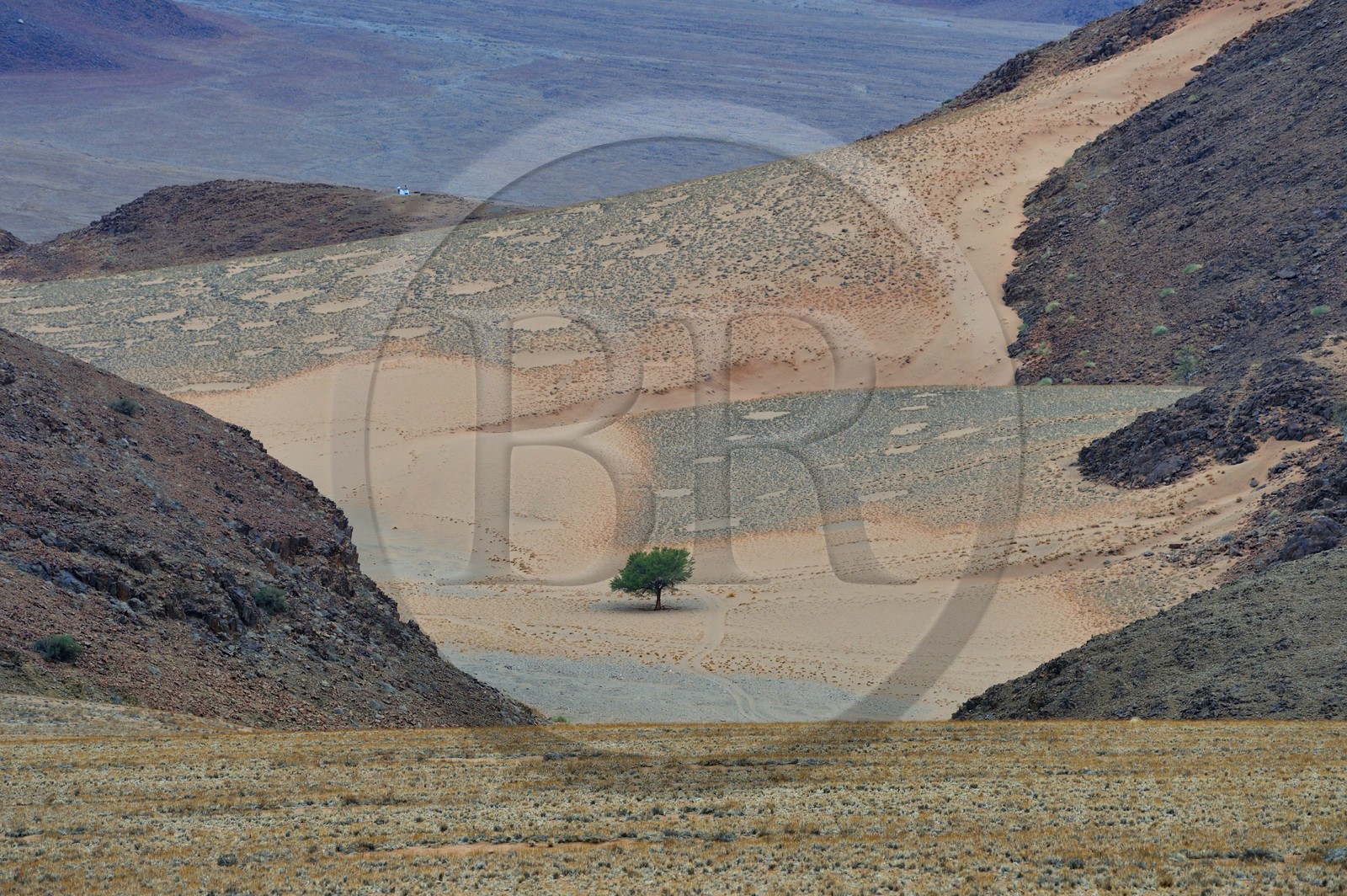 Namibie, région de Hardap, désert du Namib à l'Est du parc national Namib Naukluft vers Sossusvlei, cercles de fées dans la plaine du désert recouverte d'herbe au coucher de soleil, petites aires circulaires sans végétation et de forme globalement arrondie ou hexagonales