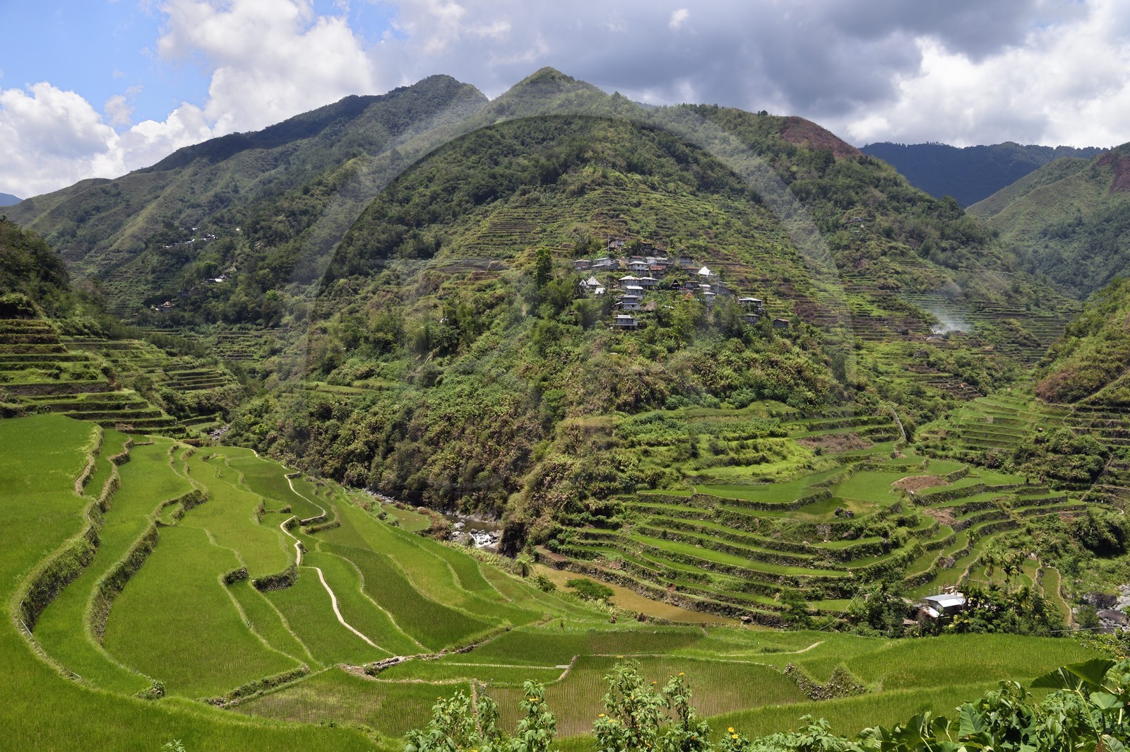 Philippines, province d'Ifugao, les rizières en terrasses de Banaue, classées Patrimoine Mondial de l'UNESCO, alimentées par un ancien système d'irrigation depuis la forêt tropicale au-dessus des terrasses et le village de Cambulo