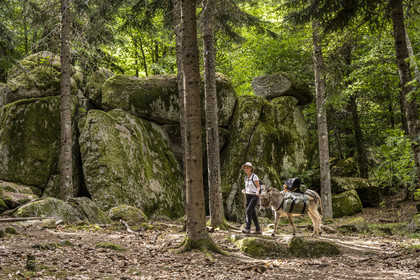 France, Lozere, Saint-Flour-de-Mercoire, Margeride forests, hiking with a donkey on the Stevenson trail (GR 70) and on the trail of Las fados (fairy in Occitan)